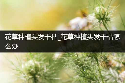 花草种植头发干枯_花草种植头发干枯怎么办