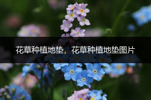 花草种植地垫，花草种植地垫图片