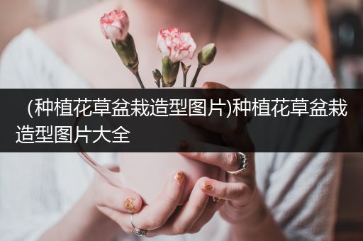 （种植花草盆栽造型图片)种植花草盆栽造型图片大全
