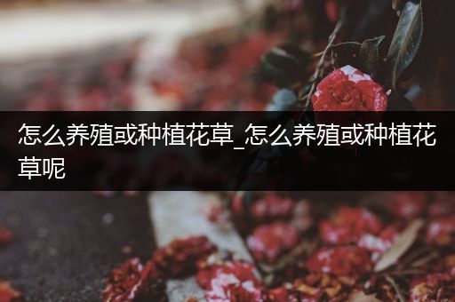 怎么养殖或种植花草_怎么养殖或种植花草呢