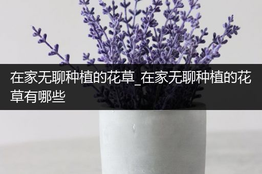 在家无聊种植的花草_在家无聊种植的花草有哪些