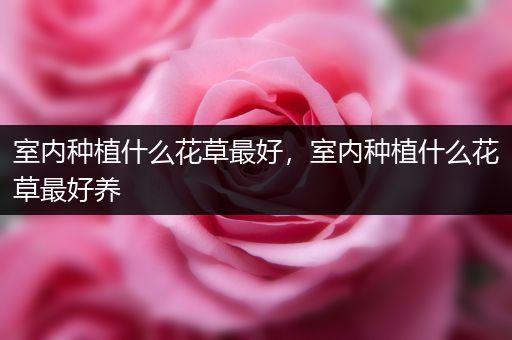 室内种植什么花草最好，室内种植什么花草最好养