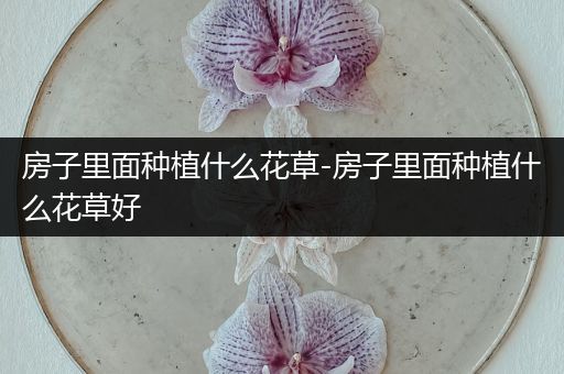 房子里面种植什么花草-房子里面种植什么花草好