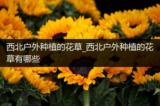 西北户外种植的花草_西北户外种植的花草有哪些