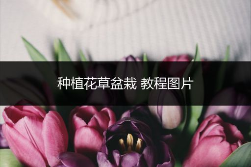 种植花草盆栽 教程图片