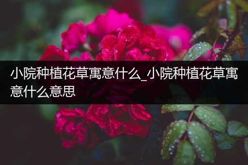 小院种植花草寓意什么_小院种植花草寓意什么意思