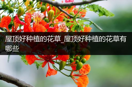 屋顶好种植的花草_屋顶好种植的花草有哪些