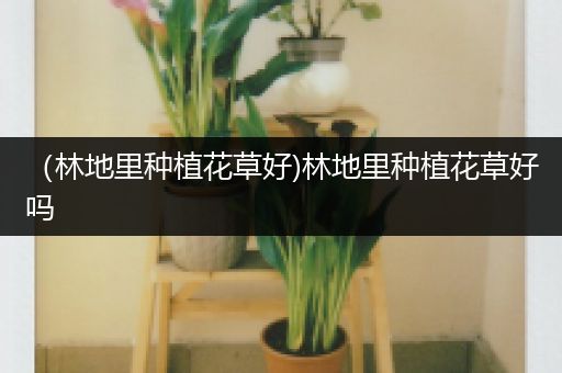 （林地里种植花草好)林地里种植花草好吗