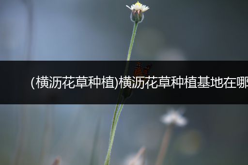 （横沥花草种植)横沥花草种植基地在哪