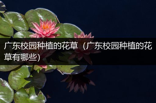 广东校园种植的花草（广东校园种植的花草有哪些）