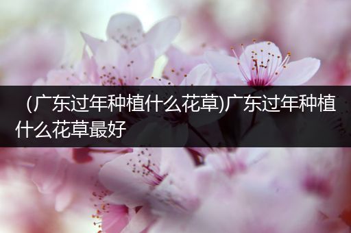 （广东过年种植什么花草)广东过年种植什么花草最好