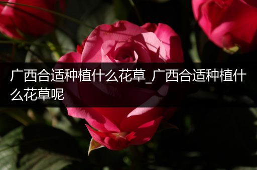 广西合适种植什么花草_广西合适种植什么花草呢