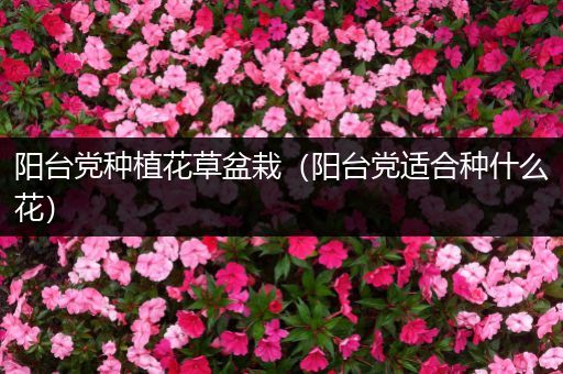阳台党种植花草盆栽（阳台党适合种什么花）
