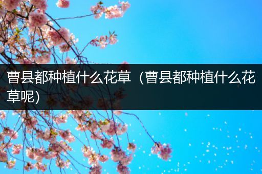 曹县都种植什么花草（曹县都种植什么花草呢）
