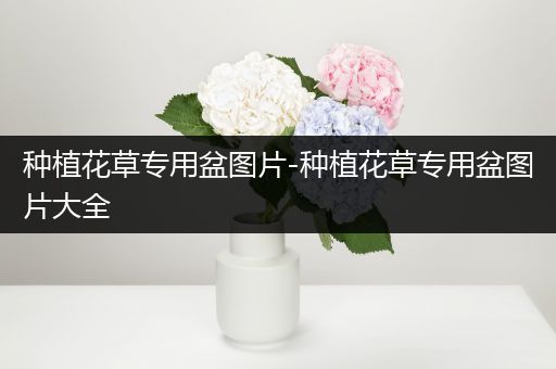 种植花草专用盆图片-种植花草专用盆图片大全