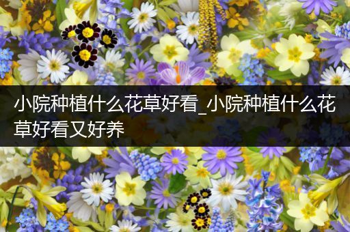 小院种植什么花草好看_小院种植什么花草好看又好养