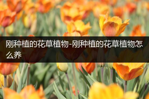 刚种植的花草植物-刚种植的花草植物怎么养
