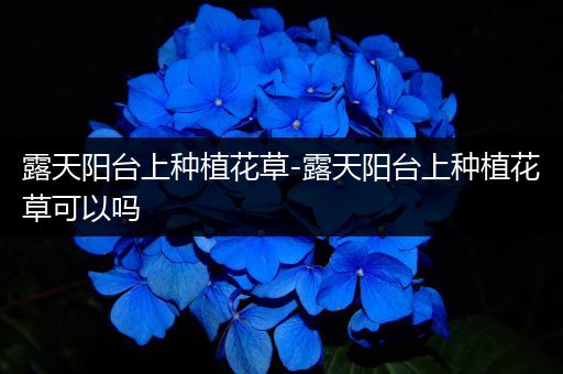 露天阳台上种植花草-露天阳台上种植花草可以吗