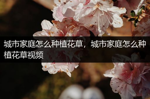 城市家庭怎么种植花草，城市家庭怎么种植花草视频