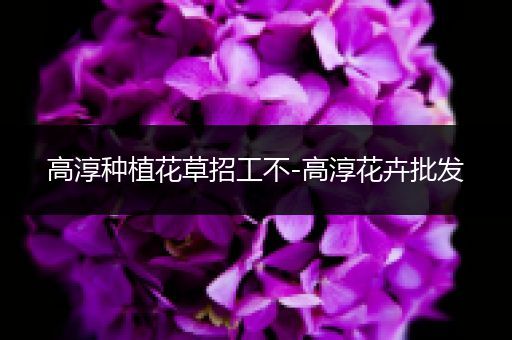 高淳种植花草招工不-高淳花卉批发