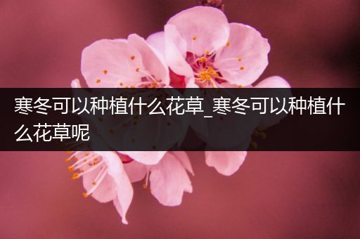 寒冬可以种植什么花草_寒冬可以种植什么花草呢