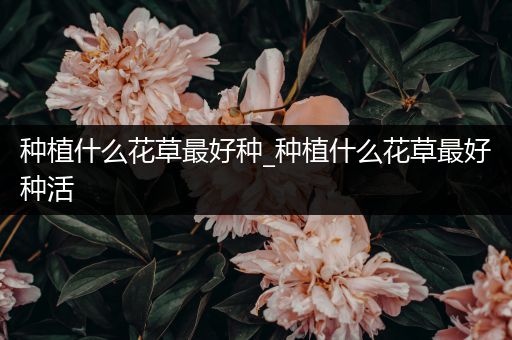 种植什么花草最好种_种植什么花草最好种活