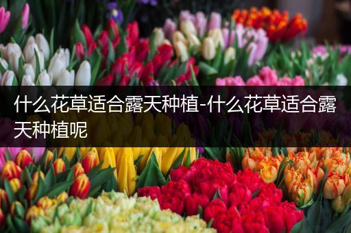什么花草适合露天种植-什么花草适合露天种植呢