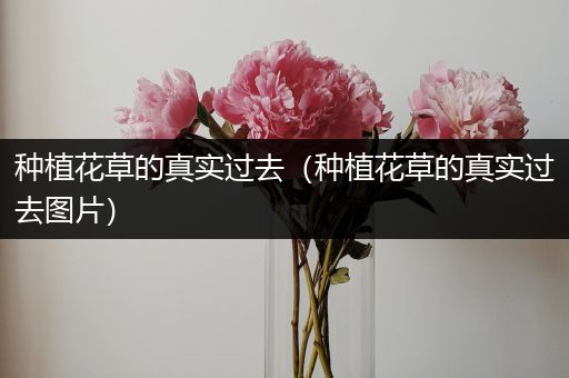 种植花草的真实过去（种植花草的真实过去图片）