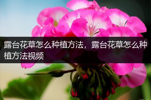 露台花草怎么种植方法，露台花草怎么种植方法视频