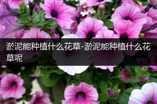 淤泥能种植什么花草-淤泥能种植什么花草呢