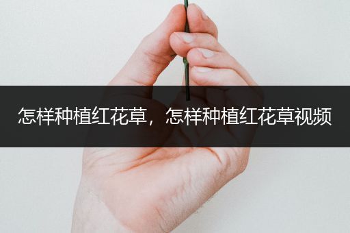 怎样种植红花草，怎样种植红花草视频