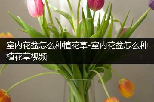 室内花盆怎么种植花草-室内花盆怎么种植花草视频