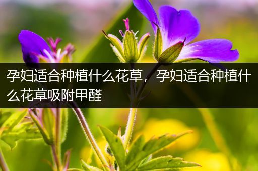 孕妇适合种植什么花草，孕妇适合种植什么花草吸附甲醛