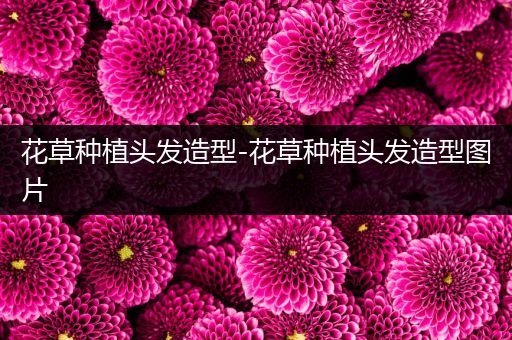 花草种植头发造型-花草种植头发造型图片