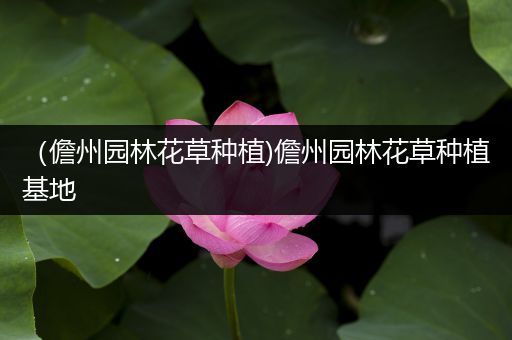 （儋州园林花草种植)儋州园林花草种植基地