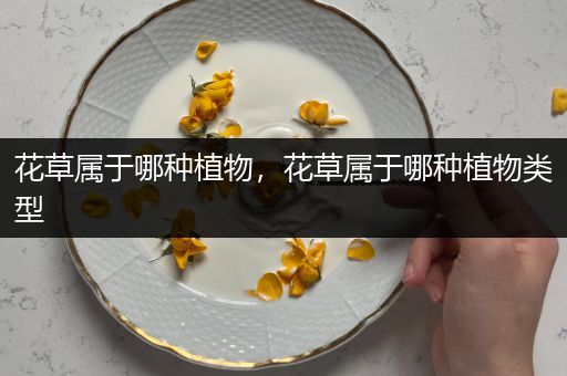 花草属于哪种植物，花草属于哪种植物类型