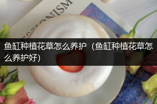 鱼缸种植花草怎么养护（鱼缸种植花草怎么养护好）