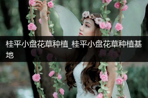 桂平小盘花草种植_桂平小盘花草种植基地
