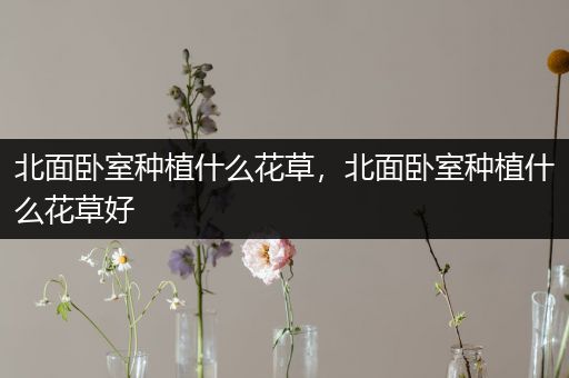 北面卧室种植什么花草，北面卧室种植什么花草好