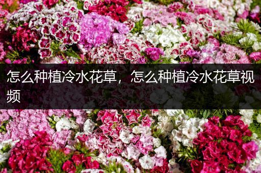 怎么种植冷水花草，怎么种植冷水花草视频