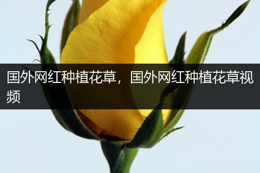 国外网红种植花草，国外网红种植花草视频