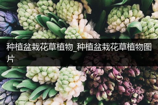 种植盆栽花草植物_种植盆栽花草植物图片