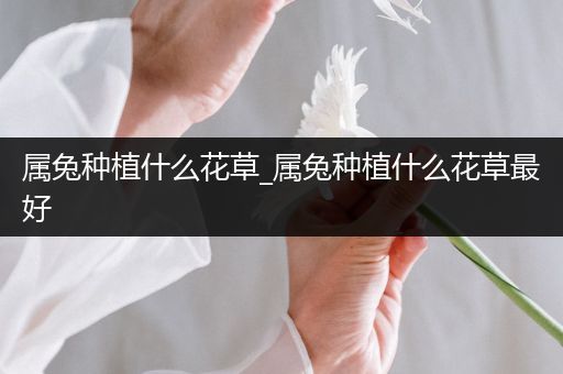 属兔种植什么花草_属兔种植什么花草最好