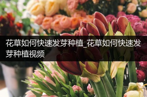 花草如何快速发芽种植_花草如何快速发芽种植视频