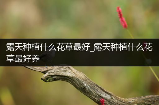 露天种植什么花草最好_露天种植什么花草最好养