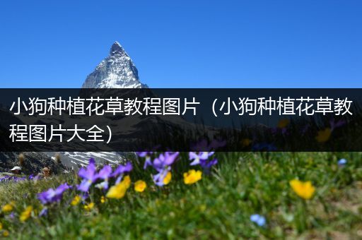 小狗种植花草教程图片（小狗种植花草教程图片大全）