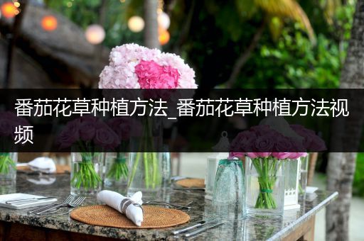 番茄花草种植方法_番茄花草种植方法视频