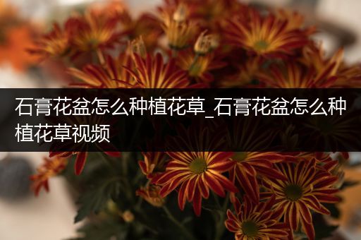 石膏花盆怎么种植花草_石膏花盆怎么种植花草视频