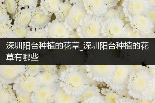 深圳阳台种植的花草_深圳阳台种植的花草有哪些