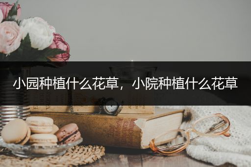 小园种植什么花草，小院种植什么花草